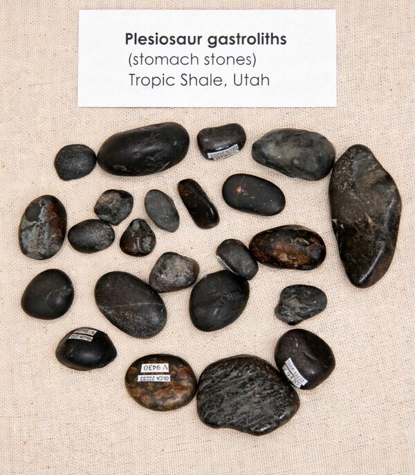 A collectiono of Plesiosaur gastroliths from the Tropic Shale in Utah
